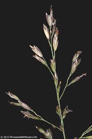 Attēlu rezultāti vaicājumam “Deschampsia cespitosa”