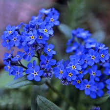 Attēlu rezultāti vaicājumam “Myosotis”