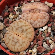 Attēlu rezultāti vaicājumam “Petractis sp.”