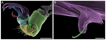 Attēlu rezultāti vaicājumam “Capsodes gothicus imago”