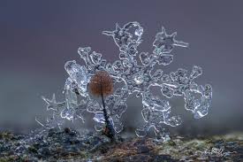 Attēlu rezultāti vaicājumam “Diachea subsessilis stalked”