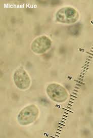 Attēlu rezultāti vaicājumam “Tricholoma album”