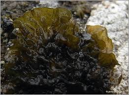 Attēlu rezultāti vaicājumam “Collema”