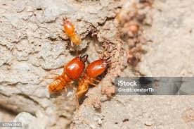 Attēlu rezultāti vaicājumam “Hylecoetus dermestoides female”