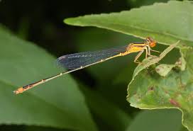 Attēlu rezultāti vaicājumam “Coenagrion armatum male”