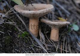 Attēlu rezultāti vaicājumam “Lactarius torminosus”