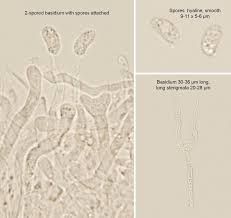 Attēlu rezultāti vaicājumam “Calocera cornea”