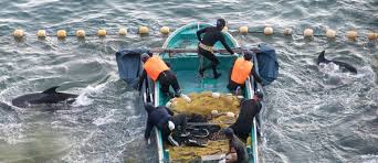 Image result for japan dolphin slaughter