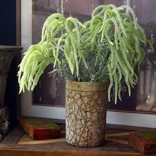 Attēlu rezultāti vaicājumam “Setaria viridis fruit”