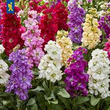 Image result for Levkoje