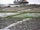 Protect Our Shoreline