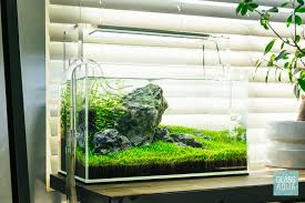 Attēlu rezultāti vaicājumam “Elatine hydropiper leaf”