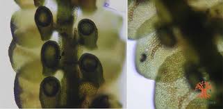 Attēlu rezultāti vaicājumam “Frullania tamarisci macro”