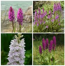 Attēlu rezultāti vaicājumam “Dactylorhiza majalis subsp. baltica flower”