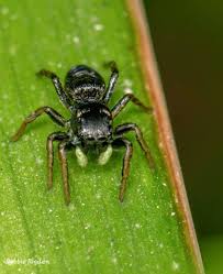 Attēlu rezultāti vaicājumam “Heliophanus sp.”