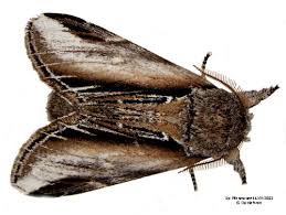 Attēlu rezultāti vaicājumam “Pheosia tremula”