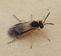 Attēlu rezultāti vaicājumam “Athelia pyriformis”