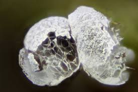 Attēlu rezultāti vaicājumam “Physarum compressum stalked”