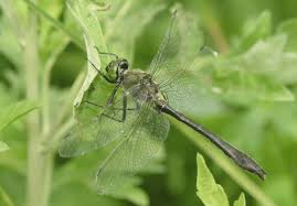 Attēlu rezultāti vaicājumam “Cordulia aenea”