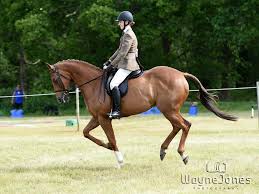 Image result for Chobham and District Riding Club