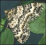 Attēlu rezultāti vaicājumam “Electrophaes corylata”