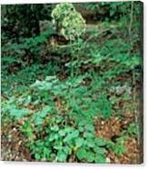 Attēlu rezultāti vaicājumam “Laserpitium latifolium leaf”