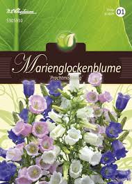 Image result for Marienglockenblumen