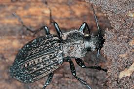 Attēlu rezultāti vaicājumam “Carabus granulatus”