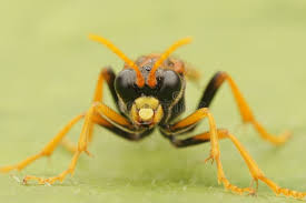 Attēlu rezultāti vaicājumam “Tenthredo campestris female”