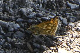 Attēlu rezultāti vaicājumam “Carterocephalus palaemon underside”