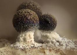 Attēlu rezultāti vaicājumam “Diachea subsessilis spores”