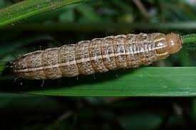 Attēlu rezultāti vaicājumam “Apamea sordens”