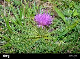 Attēlu rezultāti vaicājumam “Cirsium acaule leaf”