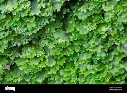 Attēlu rezultāti vaicājumam “Jungermanniopsida”