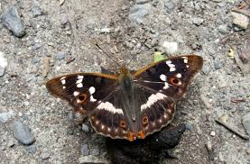 Attēlu rezultāti vaicājumam “Apatura ilia male”