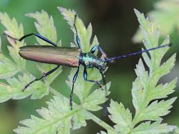 Attēlu rezultāti vaicājumam “Aromia moschata”
