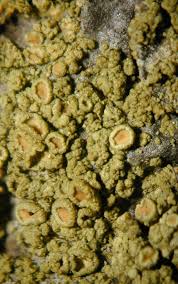 Attēlu rezultāti vaicājumam “Lecanora conizaeoides”