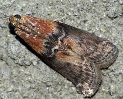 Attēlu rezultāti vaicājumam “Sciota adelphella”