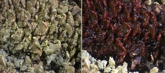 Attēlu rezultāti vaicājumam “Hypocenomyce scalaris”