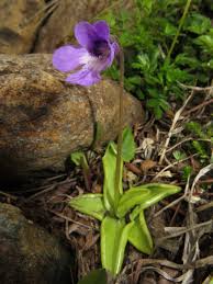 Attēlu rezultāti vaicājumam “Pinguicula vulgaris flower”