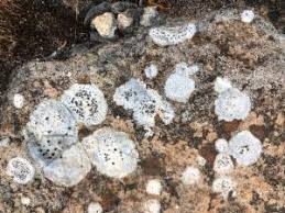 Attēlu rezultāti vaicājumam “Porpidia macrocarpa”