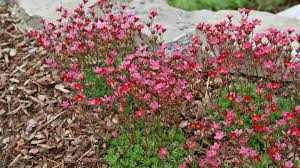 Image result for Steinbrech