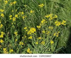 Attēlu rezultāti vaicājumam “Rorippa sylvestris flower”