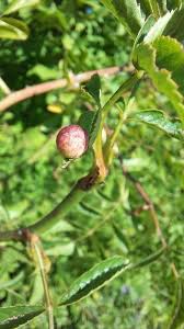 Attēlu rezultāti vaicājumam “Diplolepis eglanteriae”