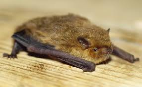 Attēlu rezultāti vaicājumam “Pipistrellus pygmaeus”