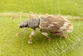 Attēlu rezultāti vaicājumam “Polydrusus tereticollis”