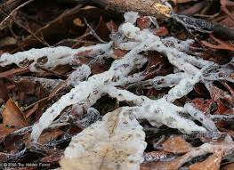 Attēlu rezultāti vaicājumam “Didymium crustaceum plasmodium”