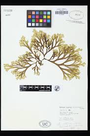 Attēlu rezultāti vaicājumam “Dictydiaethaliaceae”