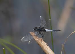 Attēlu rezultāti vaicājumam “Leucorrhinia caudalis”