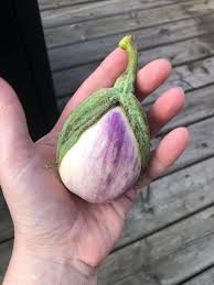 Afbeeldingsresultaat voor rosa bianca eggplant